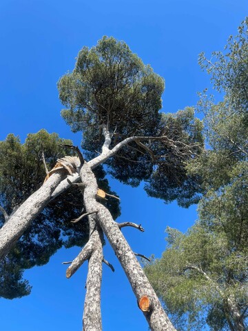 Intervention d'élagage d'arbres d'urgence - Martigues Intervention d'élagage d'arbres d'urgence - Martigues