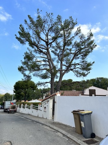 Elagage aéré d'un pin à Martigues Elagage aéré d'un pin à Martigues
