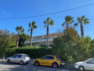 Nettoyage de Palmiers washingtonia sur la Ciotat