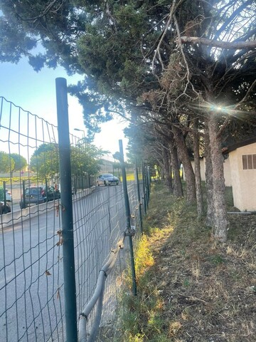 Abattage et rognage d'une haie de Cyprès à Fos sur mer Abattage et rognage d'une haie de Cyprès à Fos sur mer