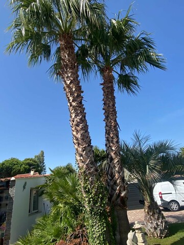 Abattage de 3 palmiers - Fos-sur-Mer Abattage de 3 palmiers - Fos-sur-Mer