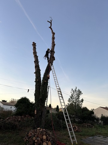 Abattage et rognage d’un pin à Fos-sur-Mer