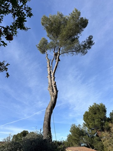 Abattage d’un pin à Vitrolles par Atout’Arbres : expertise et sécurité au rendez-vous