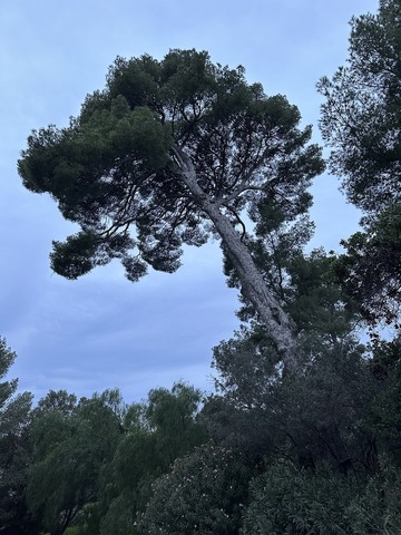 Élagage d’un grand pin au château de Sausset-les-Pins