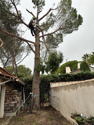 Chantier d’abattage d’un Pin Parasol et rognage de sa souche - Sausset Les Pins Chantier d’abattage d’un Pin Parasol et rognage de sa souche - Sausset Les Pins