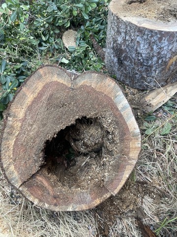 Abattage d'un Pin Infesté par le Phellin à La Couronne Abattage d'un Pin Infesté par le Phellin à La Couronne
