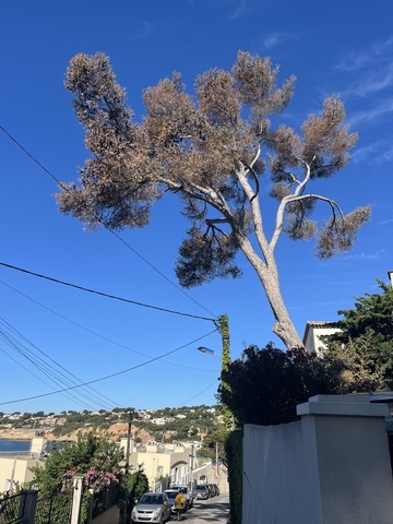 L’abattage d’un arbre mort à Carry le Rouet L’abattage d’un arbre mort à Carry le Rouet