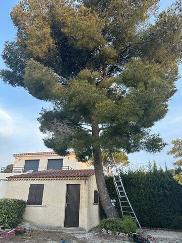 Abattage d’arbres en urgence à Sausset-les-Pins : sécuriser et protéger l’environnement