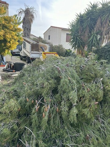Abattage d’arbres en urgence à Sausset-les-Pins : sécuriser et protéger l’environnement