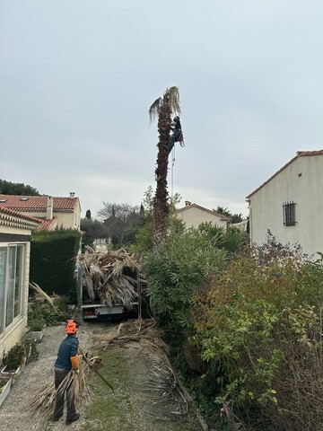 Abattage d’arbres en urgence à Sausset-les-Pins : sécuriser et protéger l’environnement