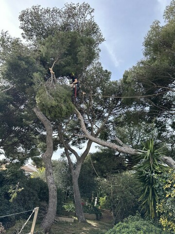Intervention urgente sur un pin fendu en deux : sécurisation immédiate à Ensues-la-Redonne
