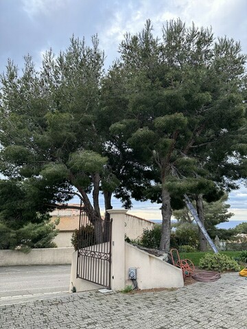 Avant / Après : élagage de pins à Ensues-la-Redonne, quand la lumière revient au jardin