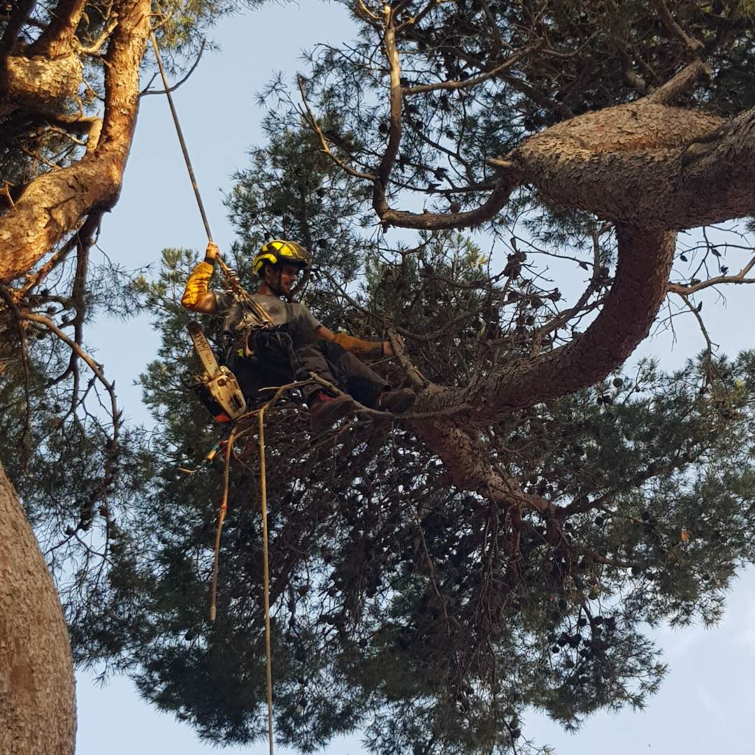 Abattage par rétention d’un pin à risque à Martigues