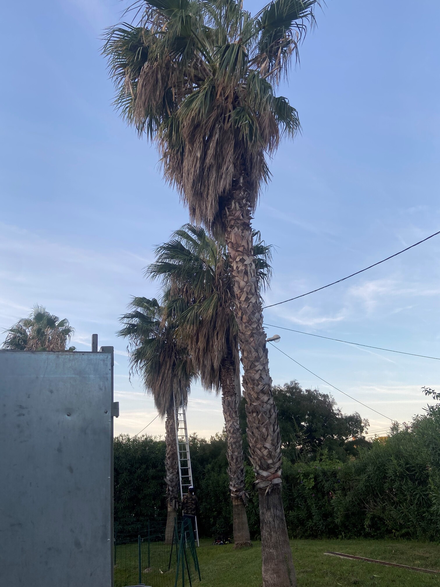 Nettoyage de Palmiers washingtonia  sur la Ciotat / Après la taille