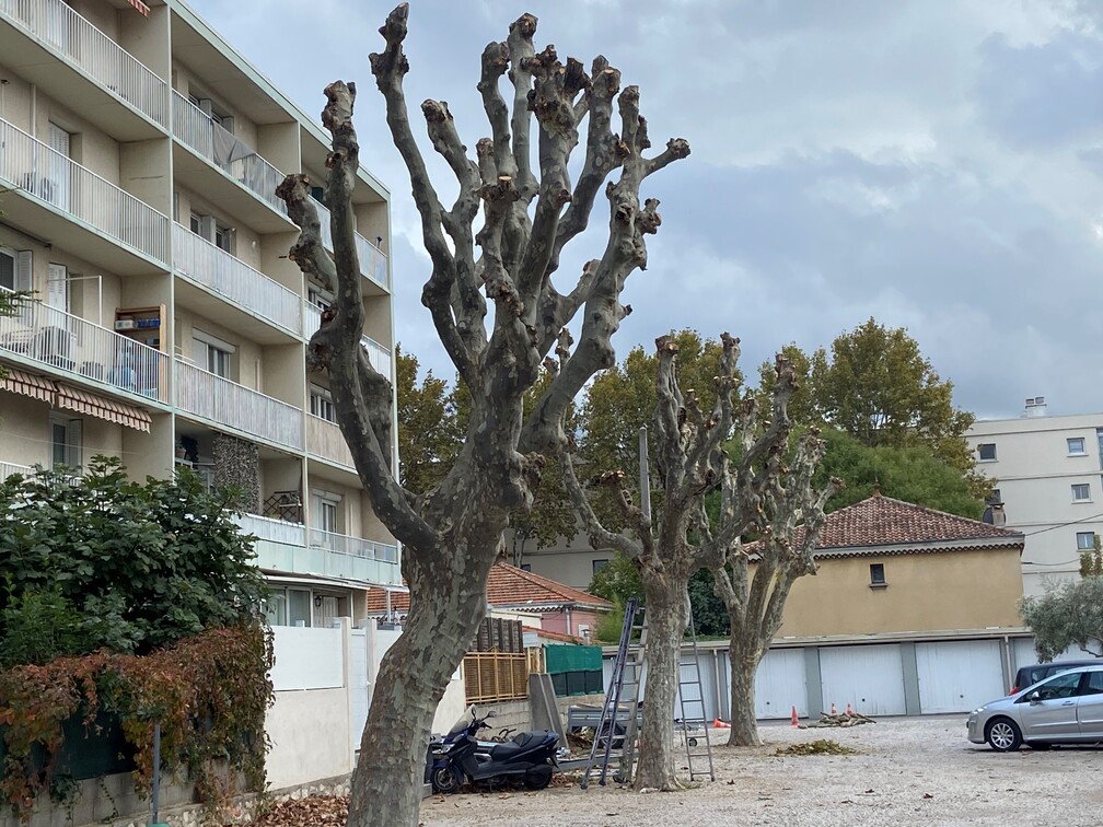Platanes à Marignane.