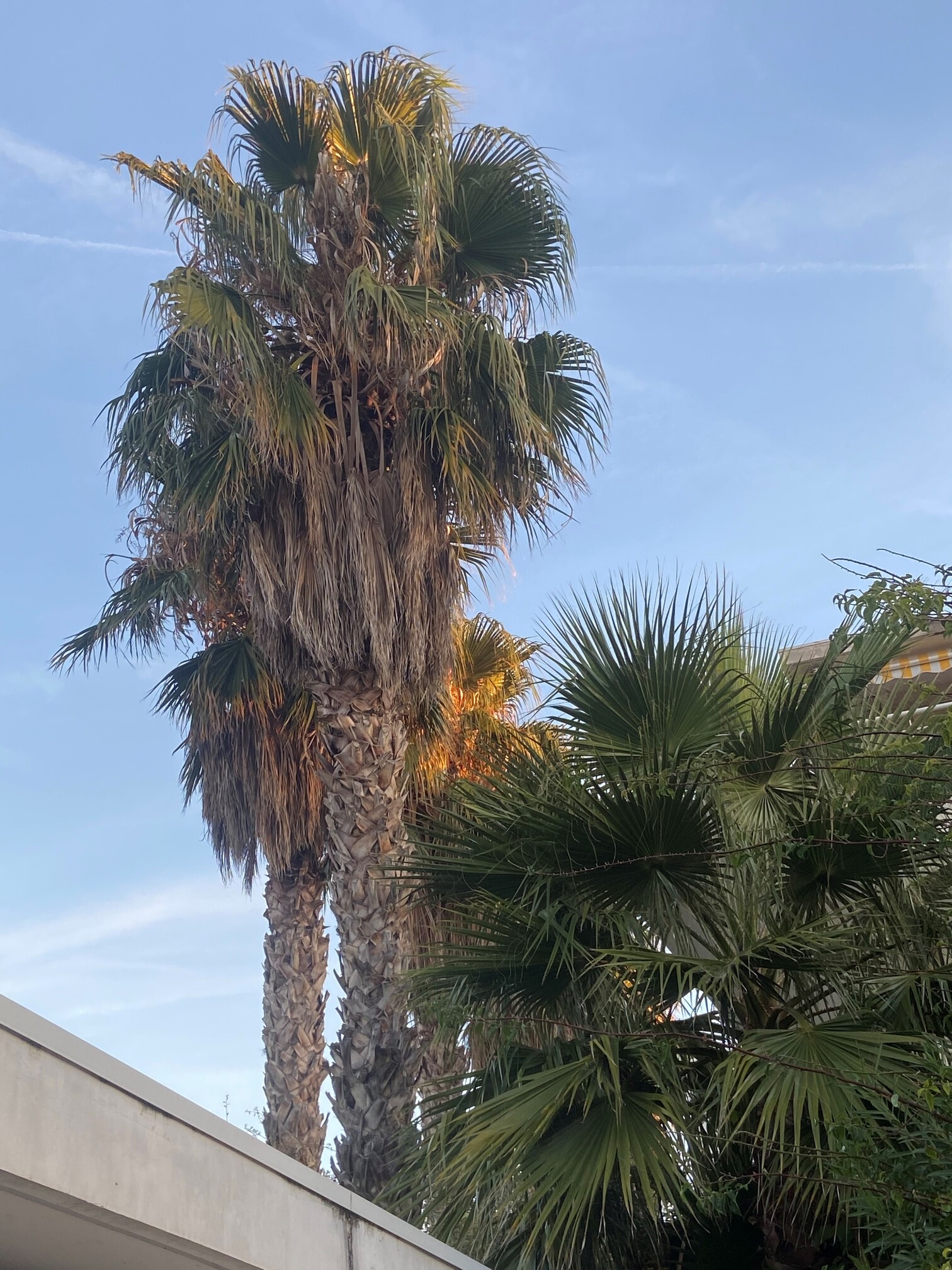 Nettoyage de Palmiers washingtonia  sur la Ciotat / Après la taille