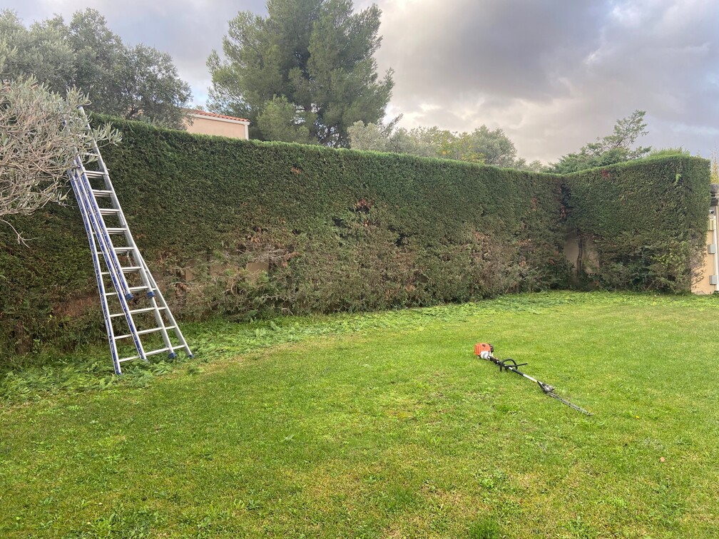 Réalisation d'une taille de haie cyprès à Marignane.