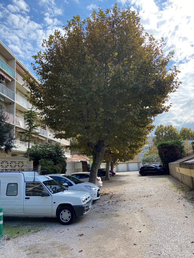 Platanes à Marignane.