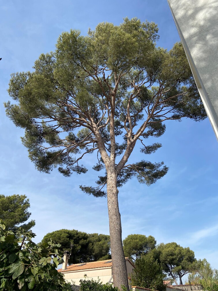 Après la taille d’éclaircie à Carry-le-Rouet
