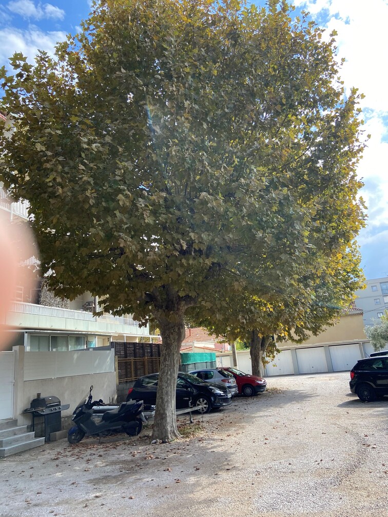 Platanes à Marignane.