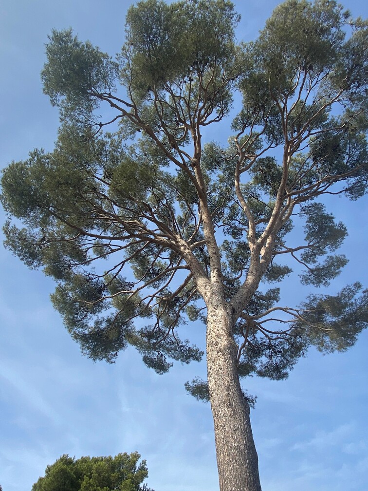 Après la taille d’éclaircie à Carry-le-Rouet
