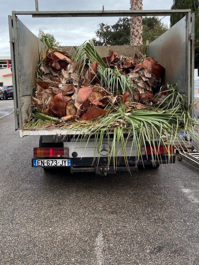 Abattage d’un palmier à Saint-Mitre-les-Remparts