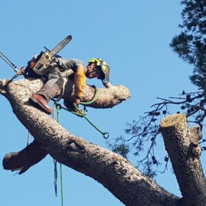 Abattage par rétention d’un pin à risque à Martigues