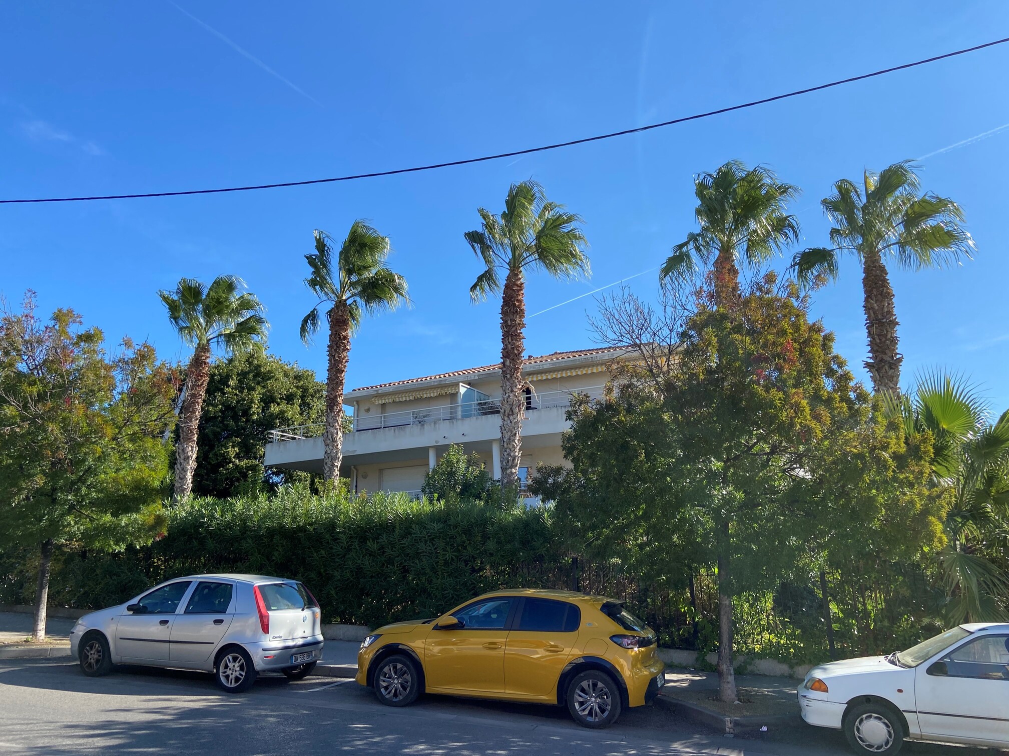 Nettoyage de Palmiers washingtonia sur la Ciotat / Avant la taille