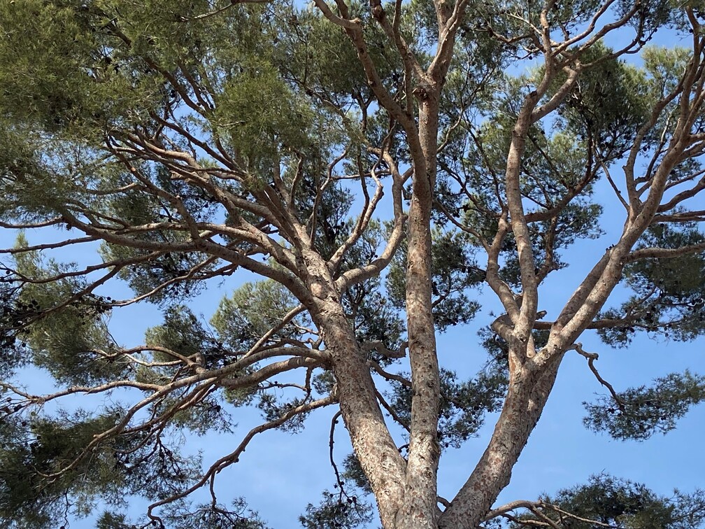 Avant la taille d’éclaircie à Carry-le-Rouet