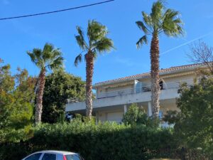 Nettoyage de Palmiers washingtonia sur la Ciotat / Avant la taille