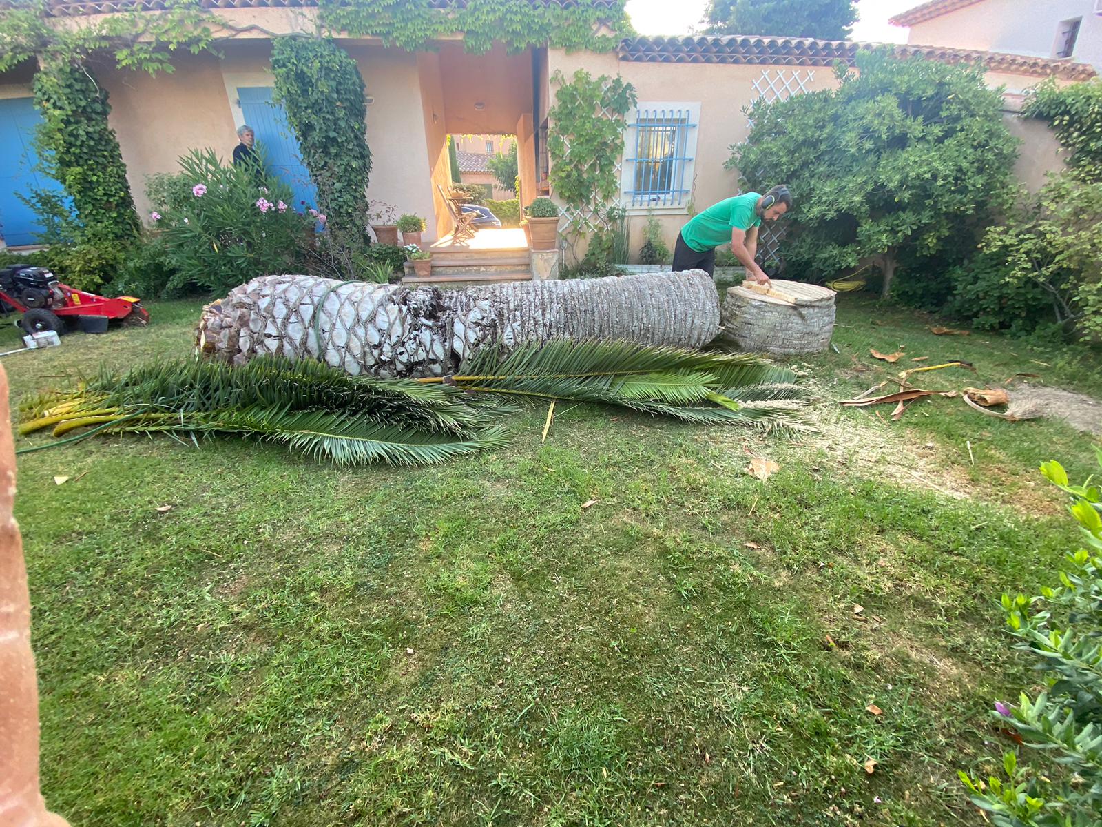 Abattage d’un palmier sur la commune de Carry le Rouet