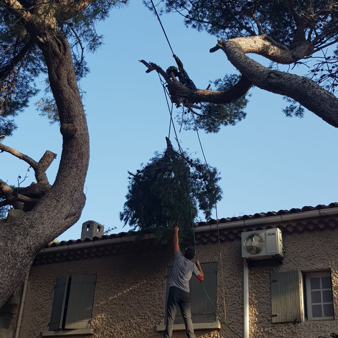 Abattage par rétention d’un pin à risque à Martigues