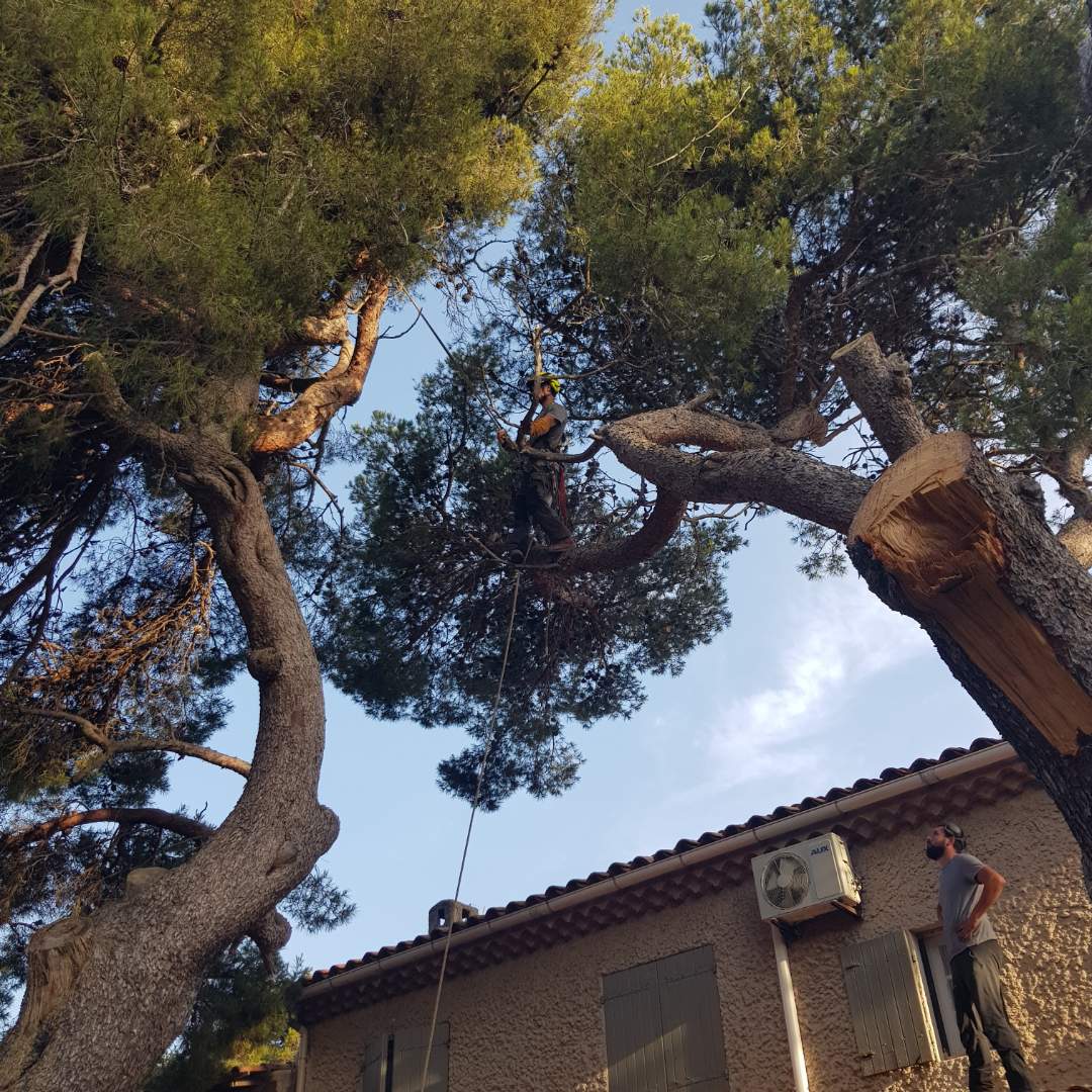 Abattage par rétention d’un pin à risque à Martigues