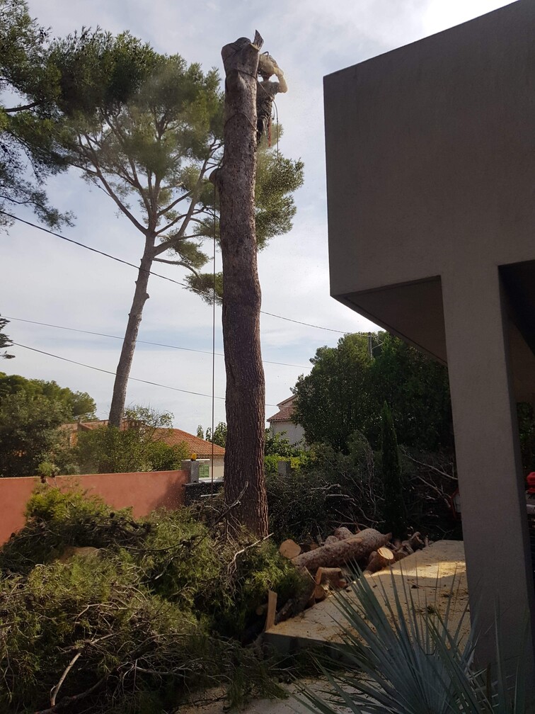 Abattage par démontage d’un pin