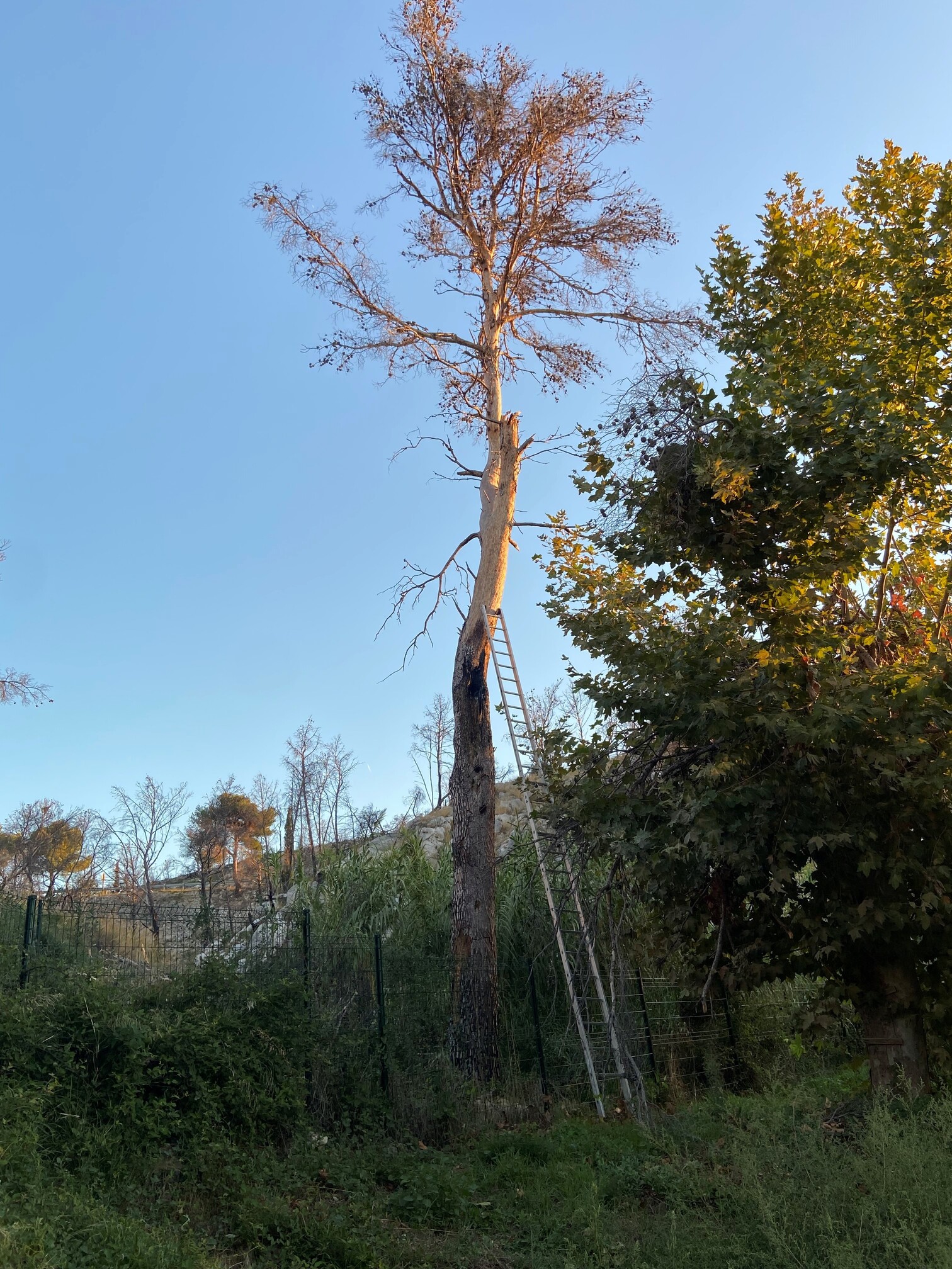 Abattage d’un gros pin brulé sur Martigues