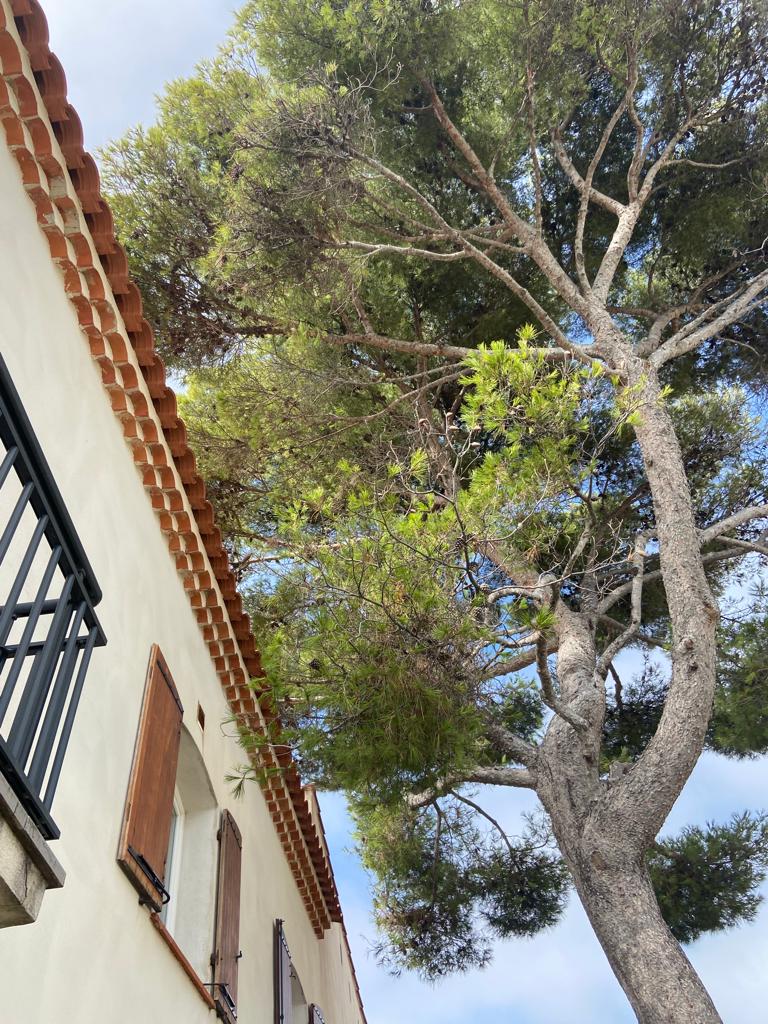 Elagage d’un Pin Parasol et d’un Pin d’Alep – Carry-le-Rouet