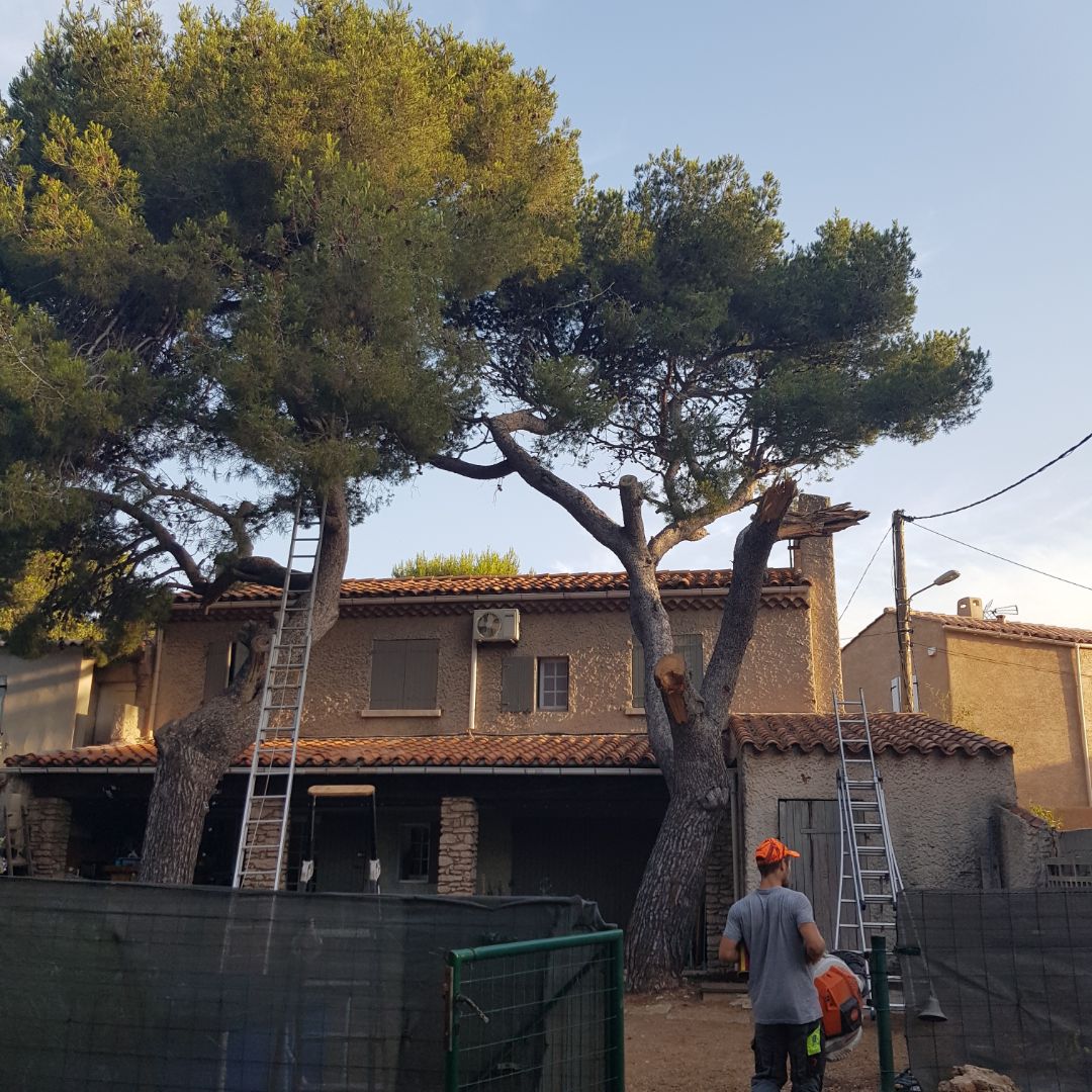 Abattage par rétention d’un pin à risque à Martigues