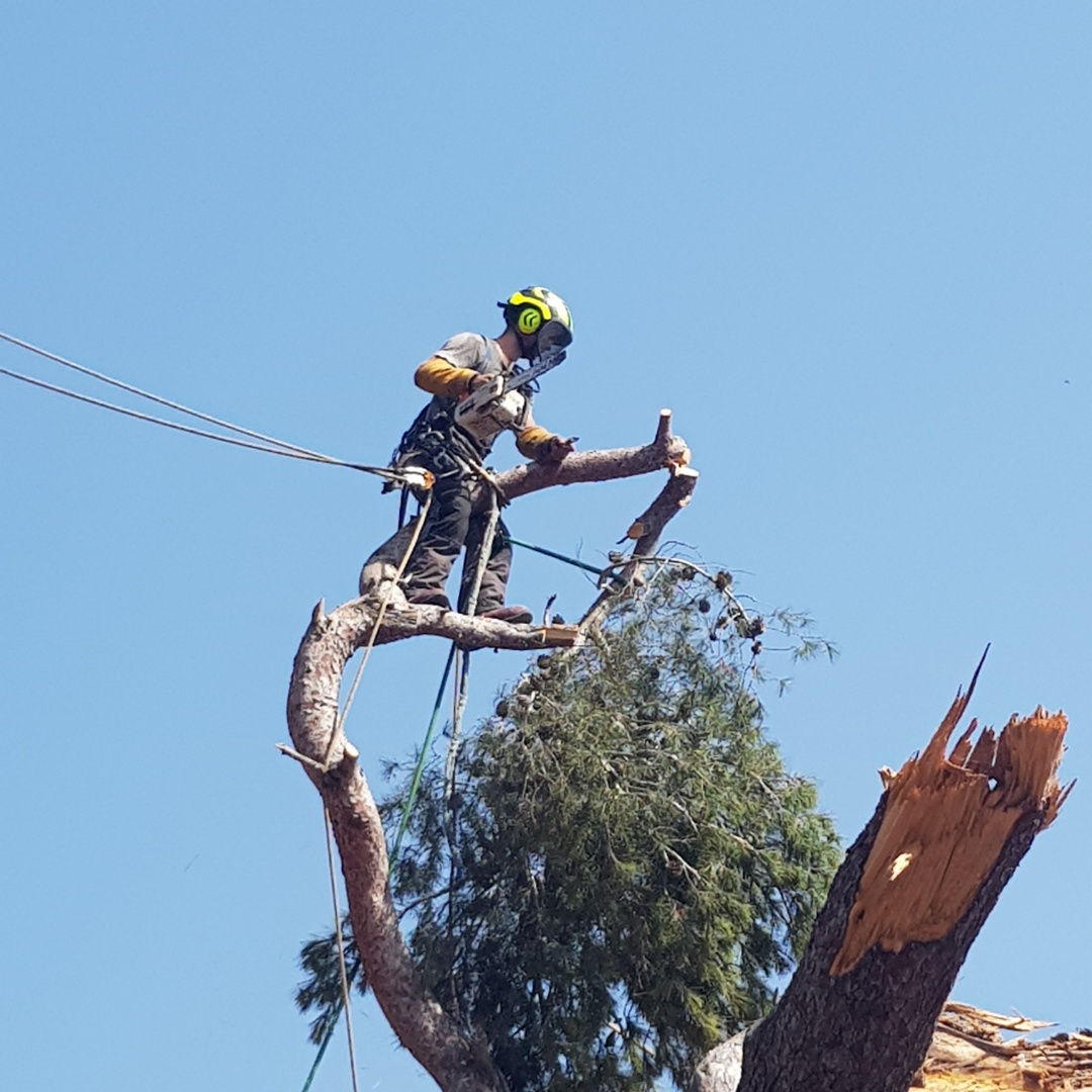 Abattage par rétention d’un pin à risque à Martigues