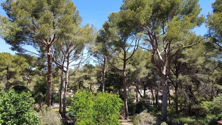Elagage – Atout&rsquo;arbres – St Mitres les Remparts