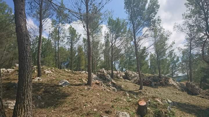 Débroussaillage – Atout&rsquo;arbres – St Mitres les Remparts