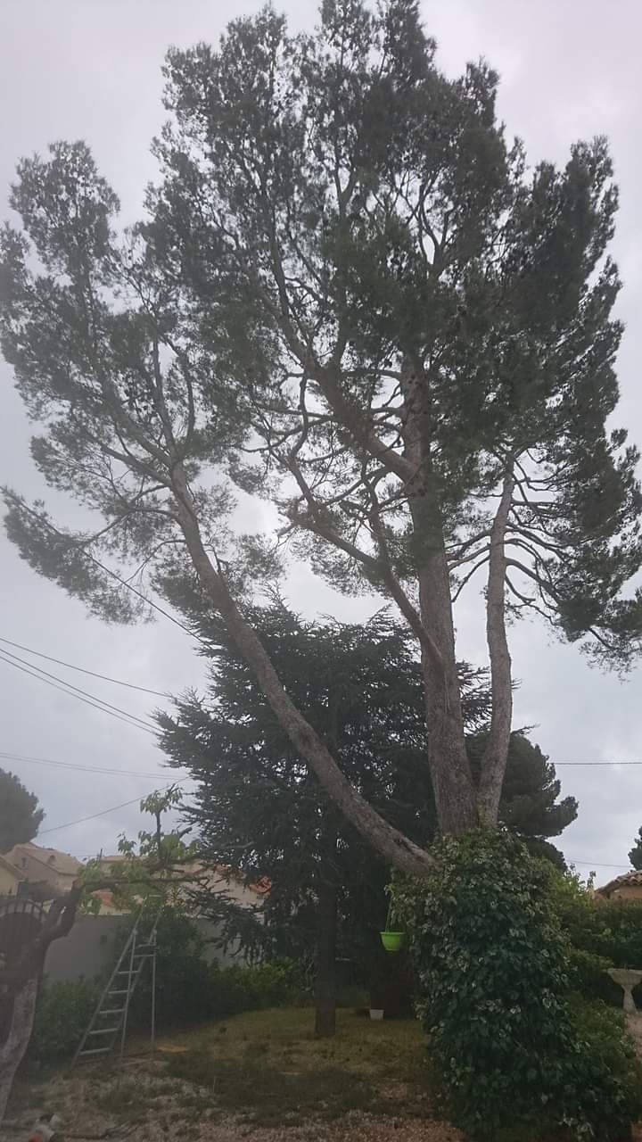 Elagage – Atout&rsquo;arbres – St Mitres les Remparts