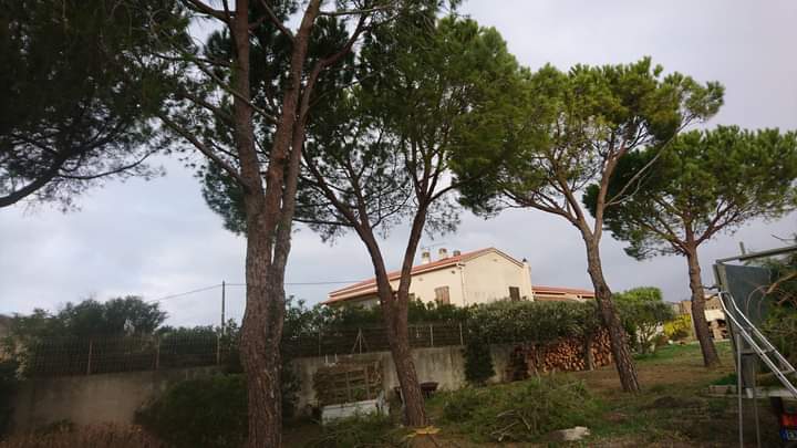 Elagage – Atout&rsquo;arbres – St Mitres les Remparts