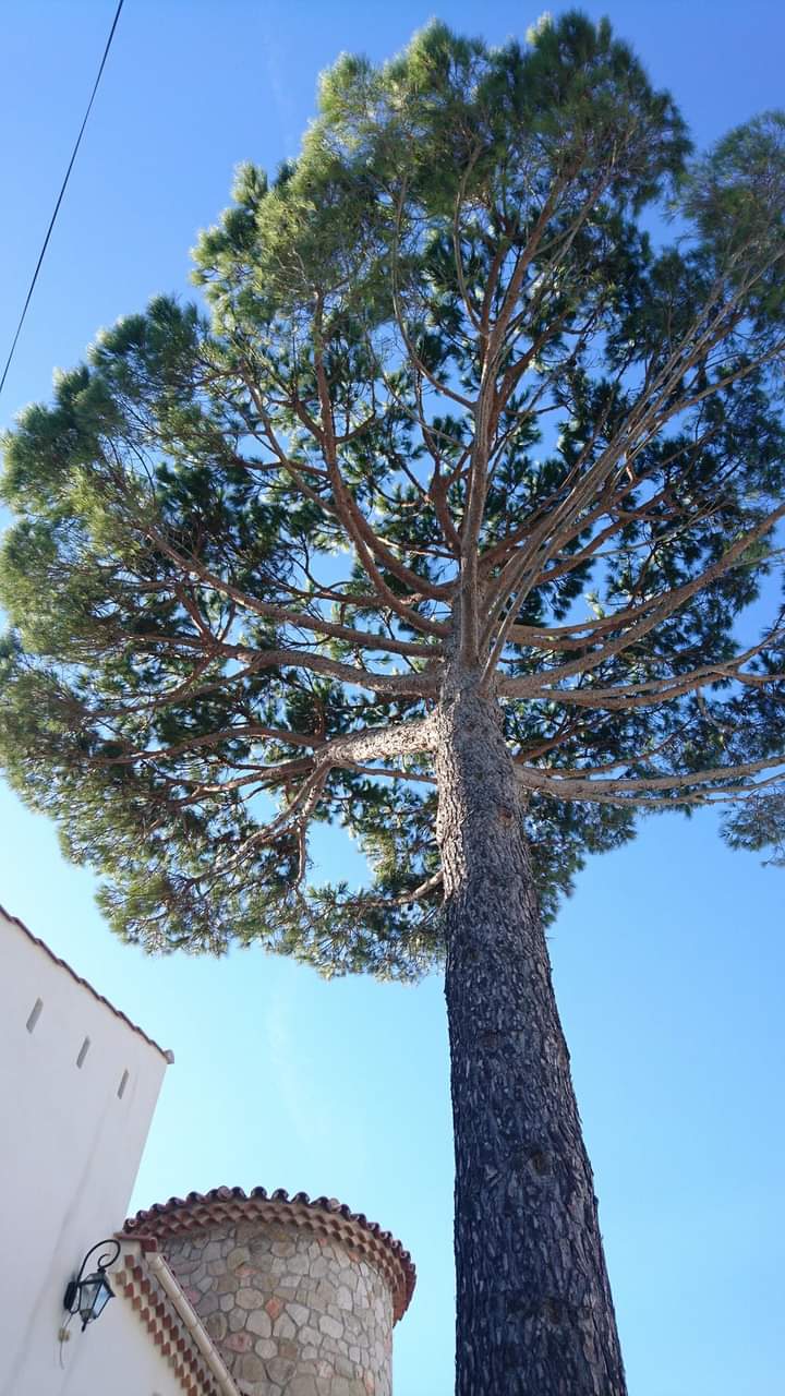 Elagage – Atout&rsquo;arbres – St Mitres les Remparts