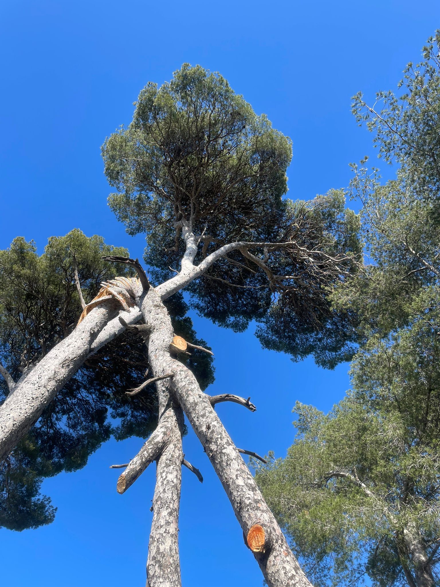 Intervention d&rsquo;élagage d&rsquo;arbres d&rsquo;urgence – Martigues