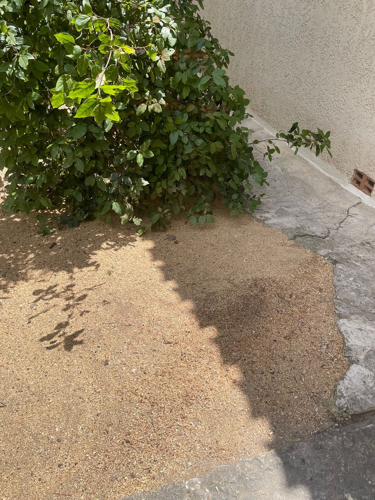 Rognage d&rsquo;une souche