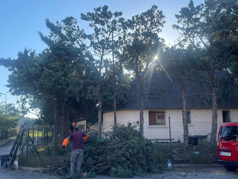 Abattage et rognage d’une haie de Cyprès à Fos sur mer