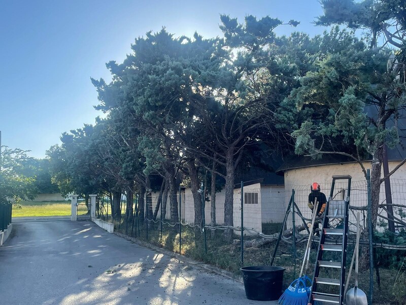 Abattage et rognage d’une haie de Cyprès à Fos sur mer