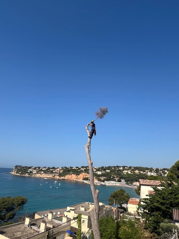 L’abattage d’un arbre mort à Carry le Rouet