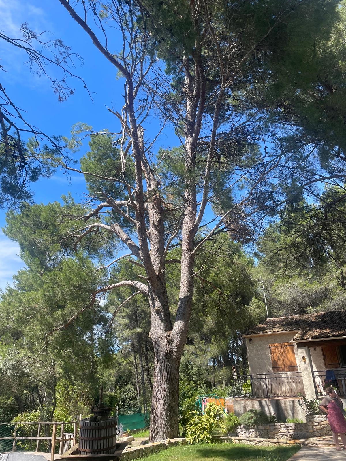 L&rsquo;abattage d’un Pin à St Mitre les Remparts