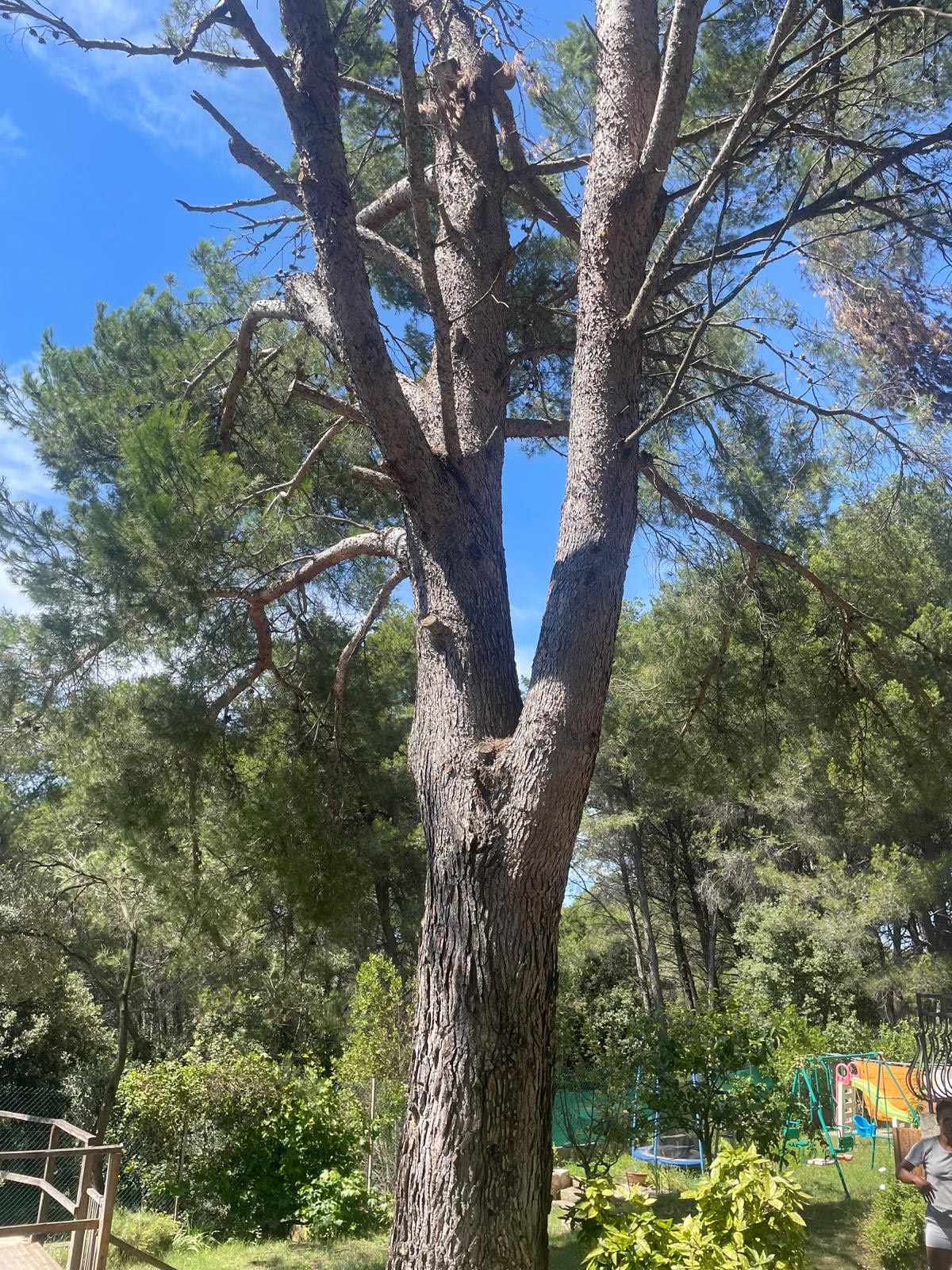 L&rsquo;abattage d’un Pin à St Mitre les Remparts